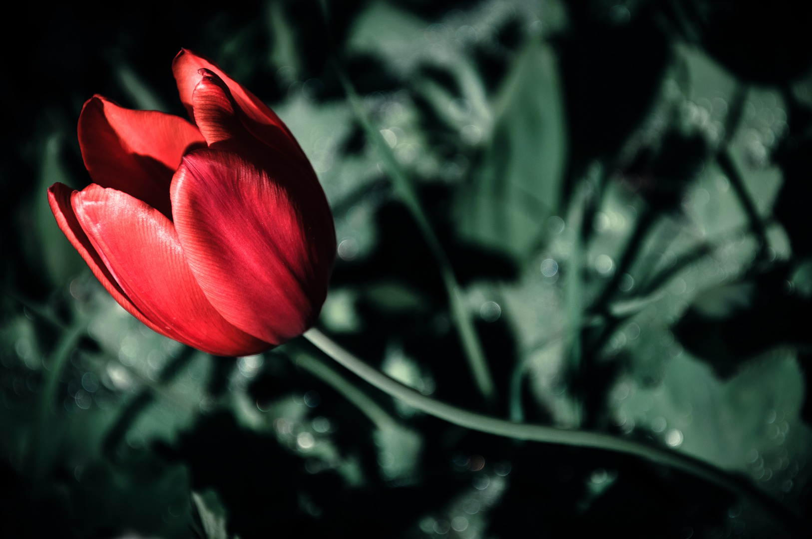 Rote Tulpe