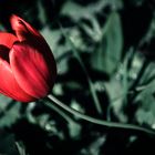 Rote Tulpe