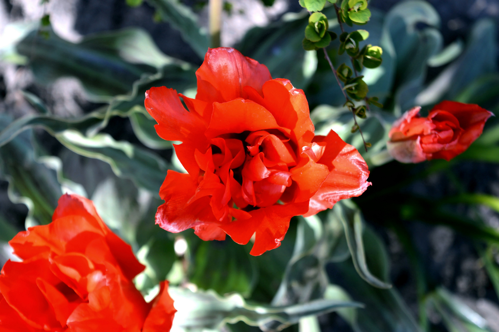 Rote Tulpe