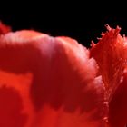 Rote Tulpe