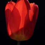 Rote Tulpe