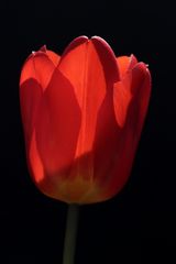 Rote Tulpe