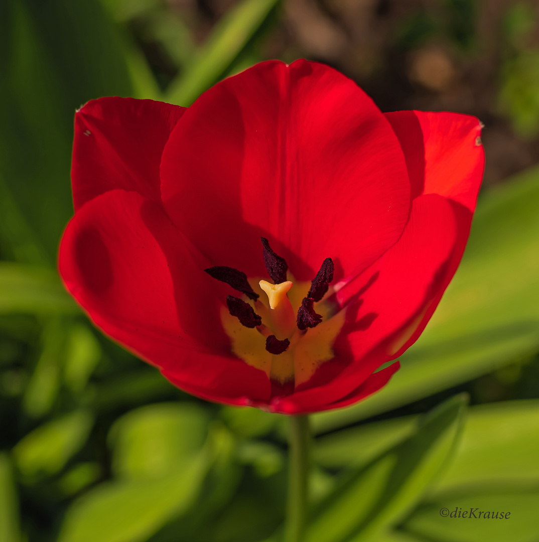 rote Tulpe 