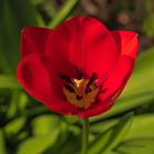 rote Tulpe 