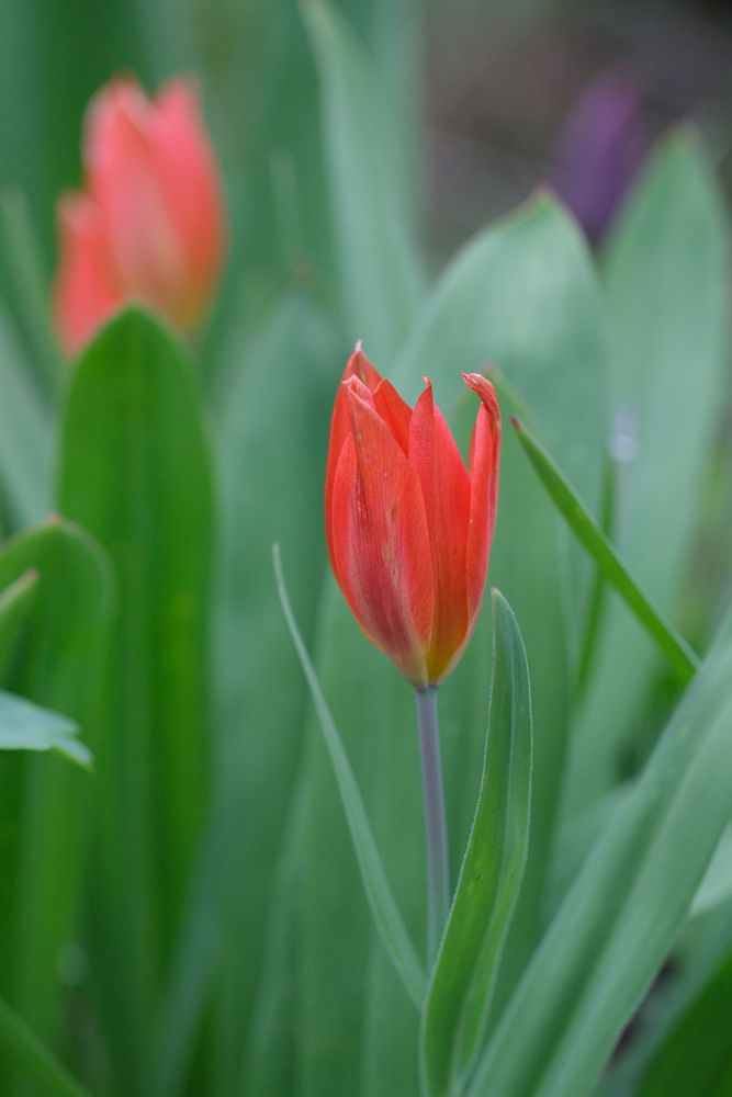 rote Tulpe