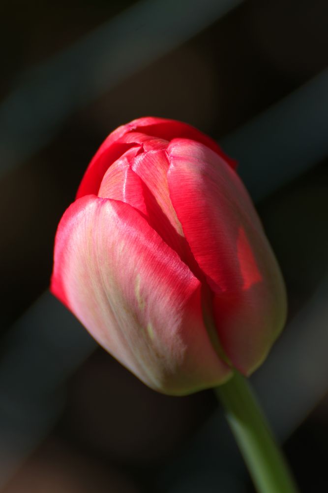 Rote Tulpe