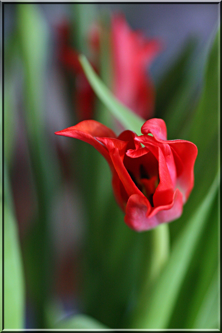 Rote Tulpe