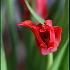 Rote Tulpe