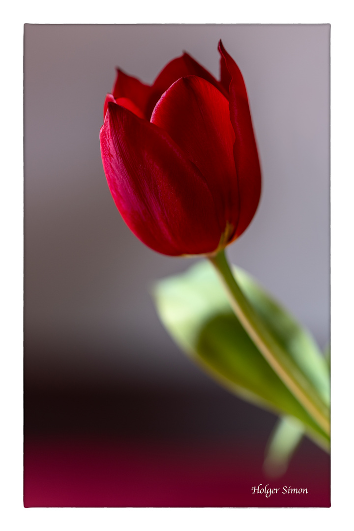 Rote Tulpe