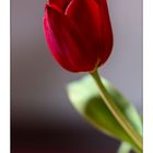 Rote Tulpe