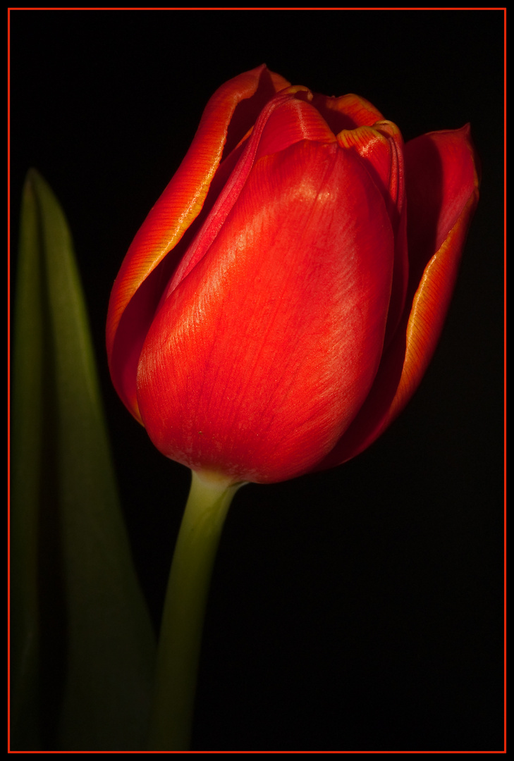 Rote Tulpe