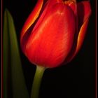 Rote Tulpe