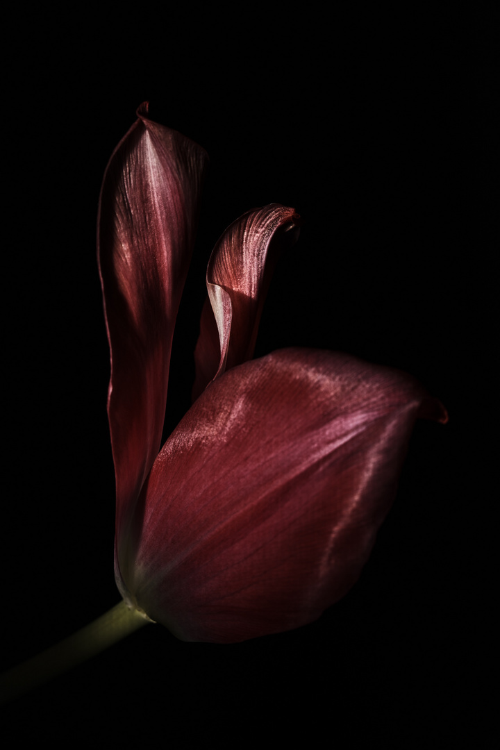 Rote Tulpe