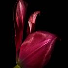 Rote Tulpe