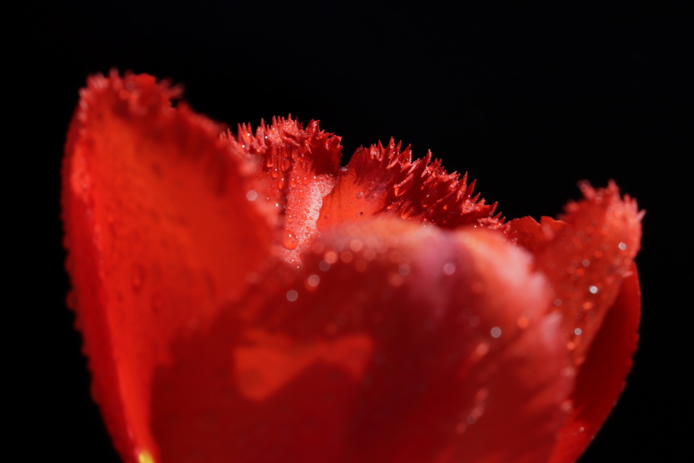 Rote Tulpe