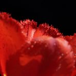 Rote Tulpe