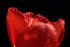 Rote Tulpe