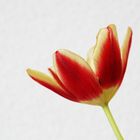 Rote Tulpe