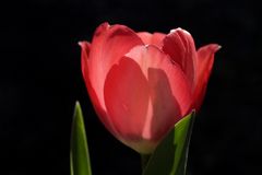 rote Tulpe