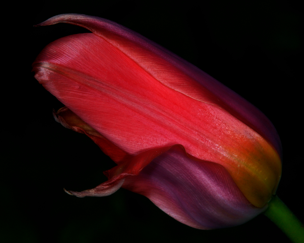 Rote Tulpe