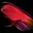 Rote Tulpe