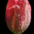 Rote Tulpe