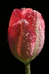 Rote Tulpe