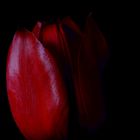 Rote Tulpe als Low Key