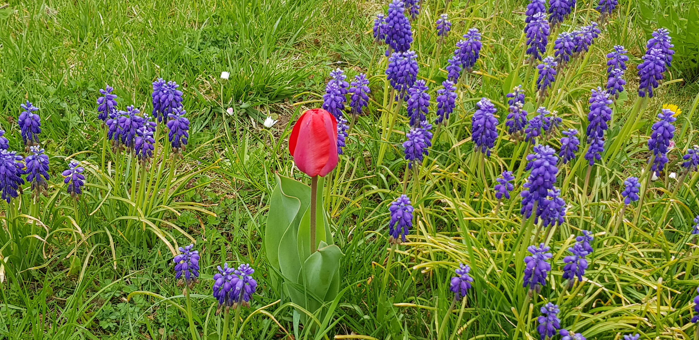 Rote Tulpe auf Frühlingswiese