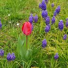 Rote Tulpe auf Frühlingswiese