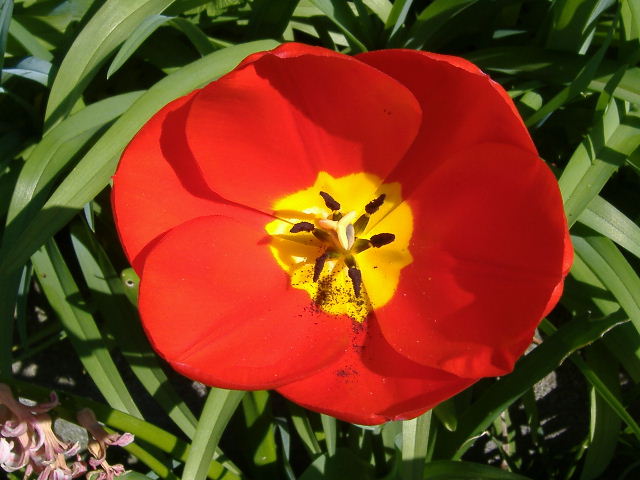 Rote Tulpe aus eigenem Garten (sehr schmackhaft)