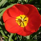 Rote Tulpe aus eigenem Garten (sehr schmackhaft)