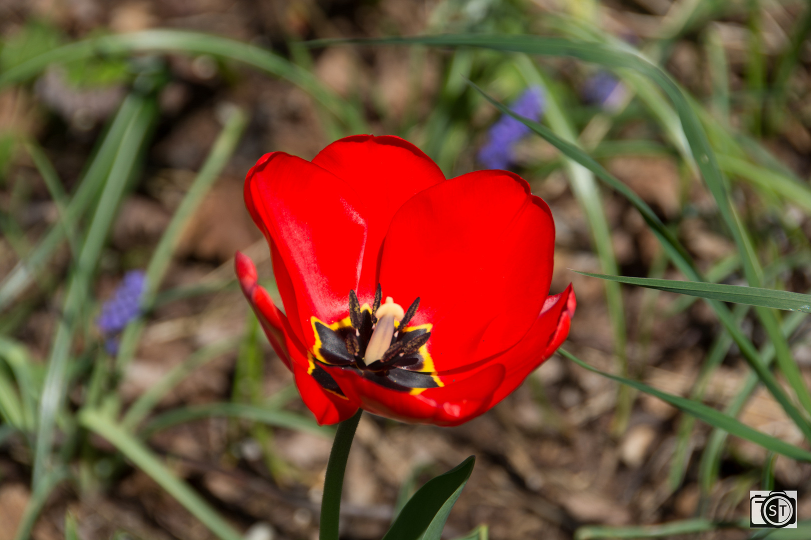 Rote Tulpe