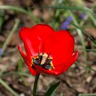 Rote Tulpe