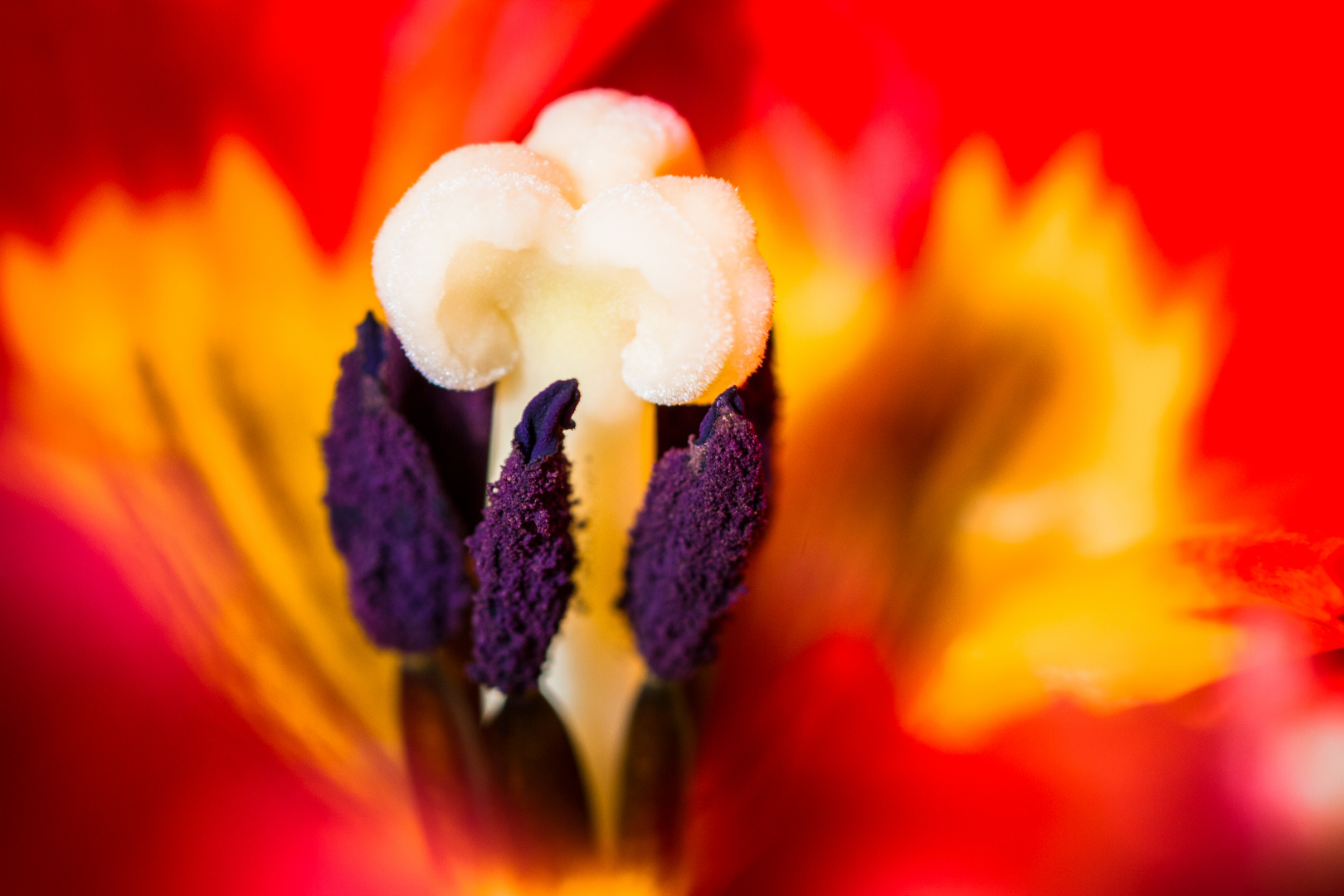 Rote Tulpe