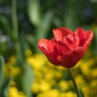 Rote Tulpe