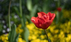 Rote Tulpe