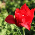 Rote Tulpe