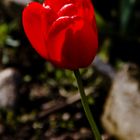 Rote Tulpe