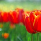 rote Tulpe