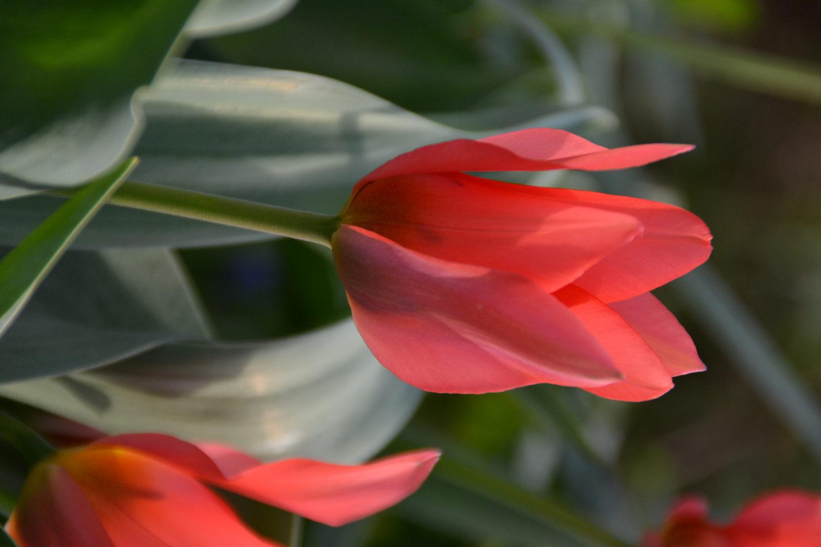 Rote Tulpe