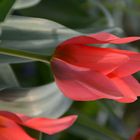 Rote Tulpe