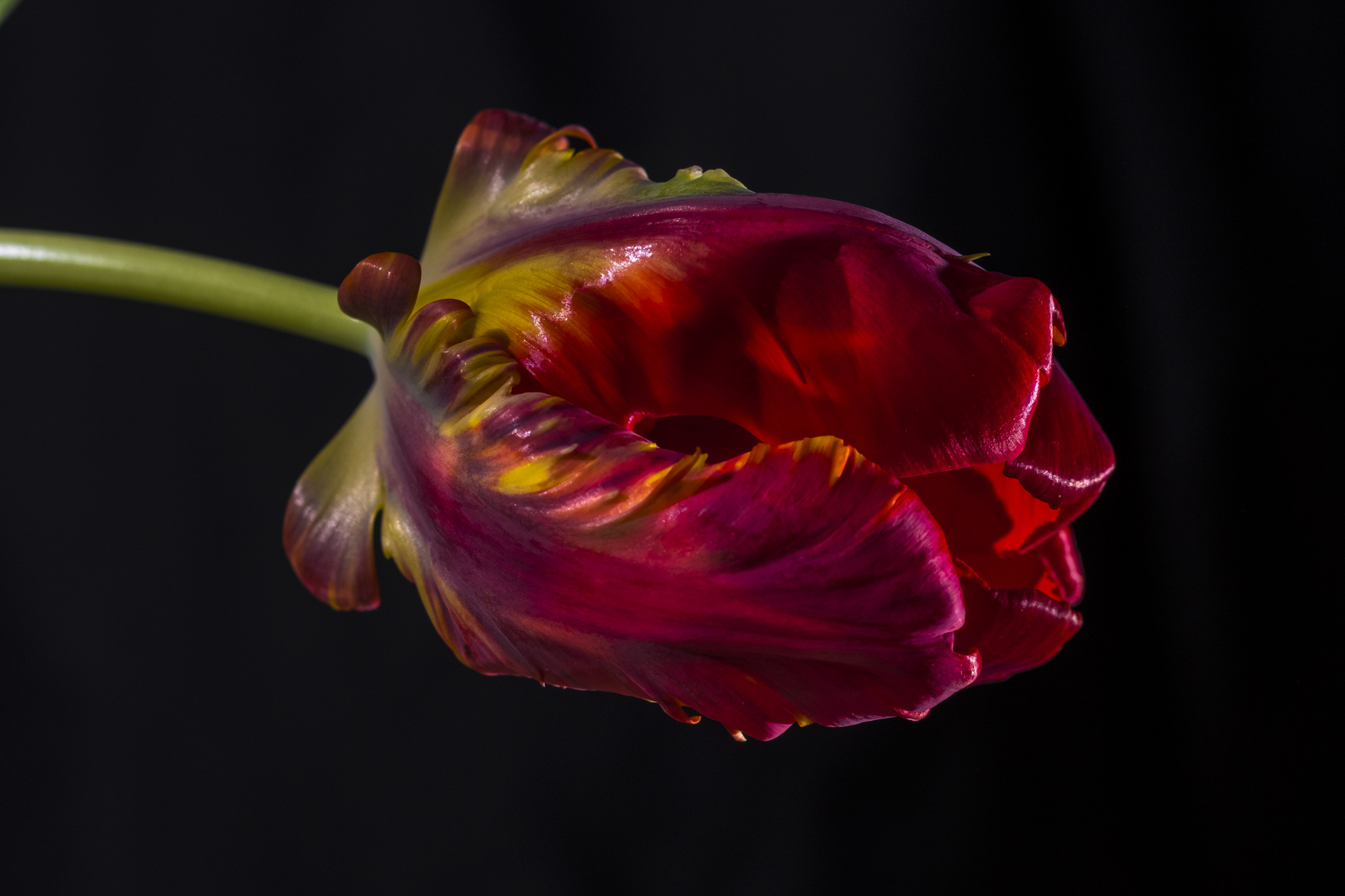 Rote Tulpe