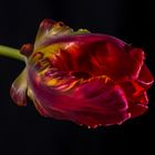 Rote Tulpe