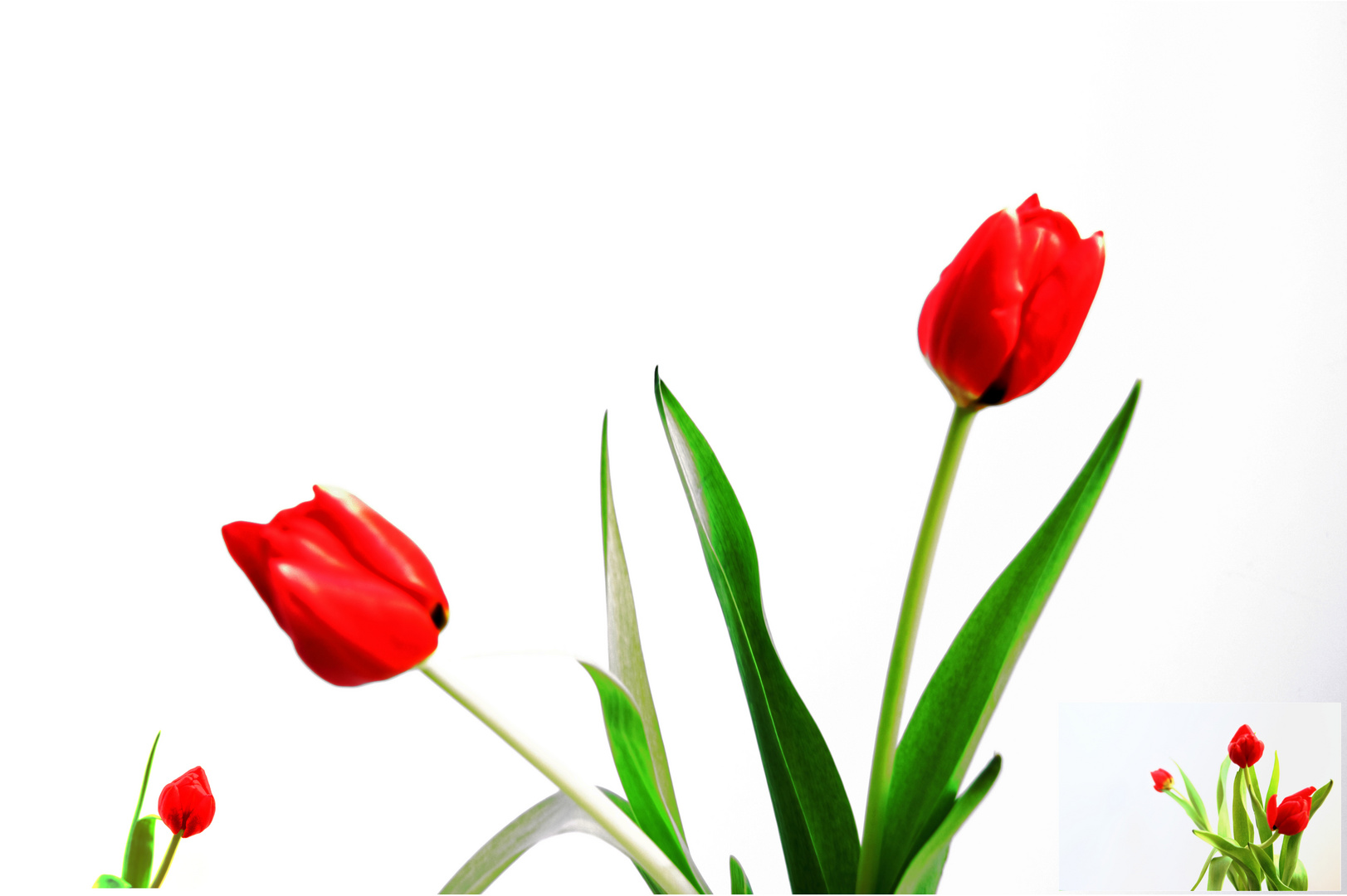 Rote Tulpe