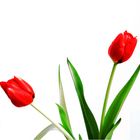 Rote Tulpe