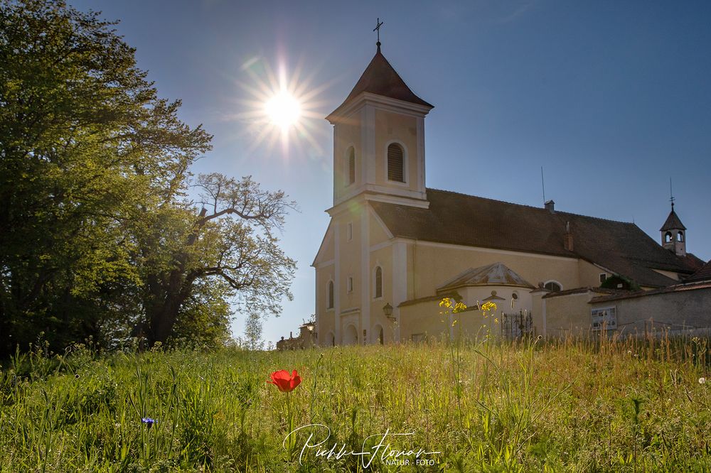 rote Tulpe