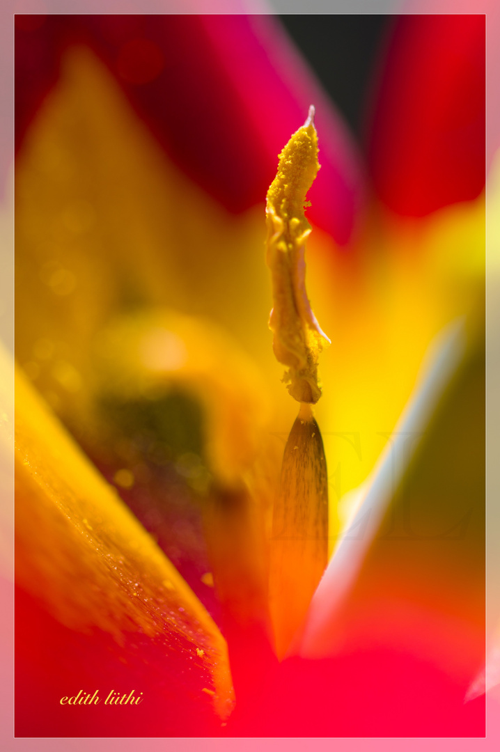 rote tulpe