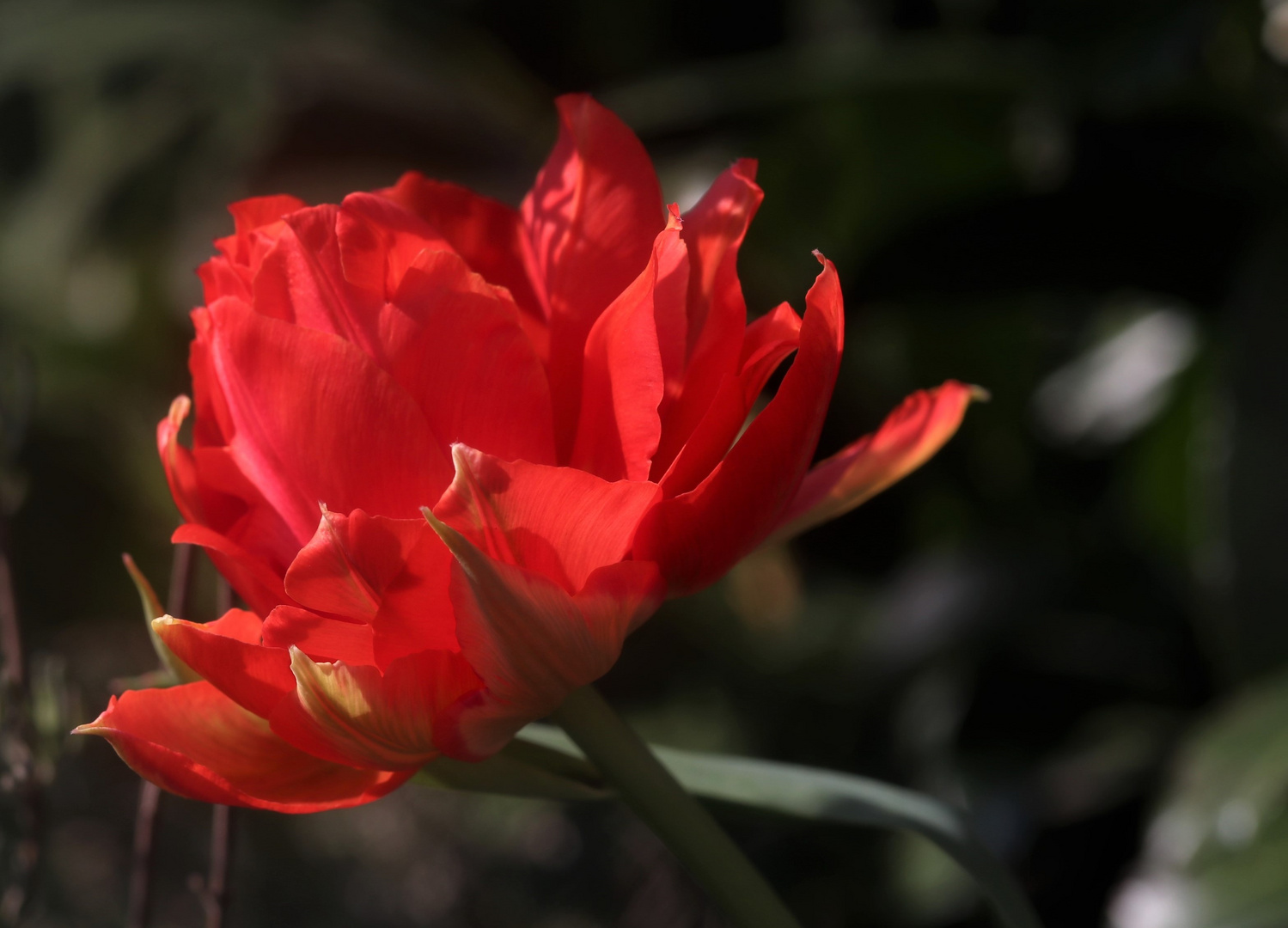 rote Tulpe