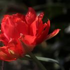 rote Tulpe